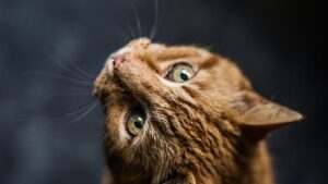 12 Dinge, die Ihre Katze nicht mag Was mag meine Katze und was mag sie nicht Übersicht