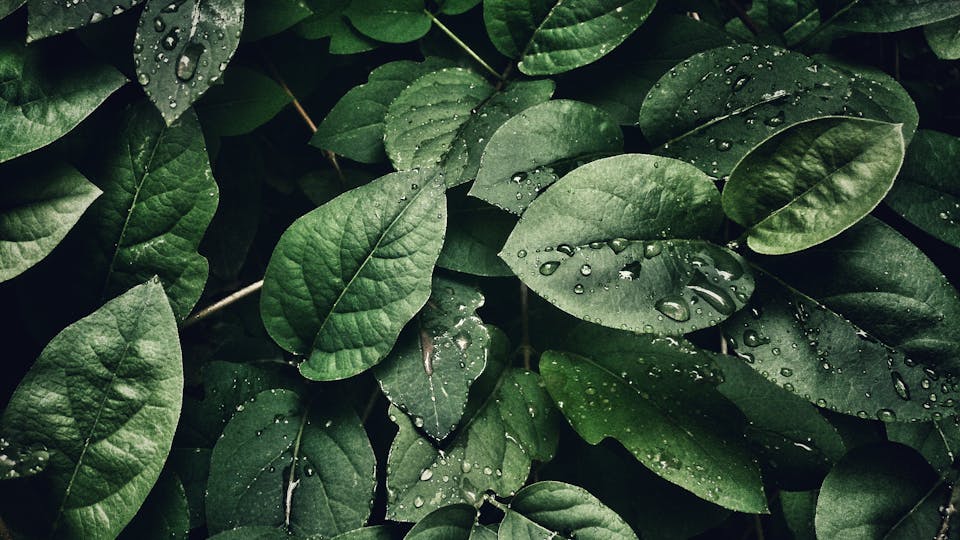 Die 12 besten Tipps für die Pflege von Zimmerpflanzen - Grundlagen, damit Ihre Grünpflanzen gedeihen