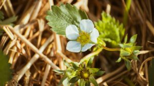 Hochbeet bauen 12 Tipps und Anleitung zum Bau des perfekten Hochbeets