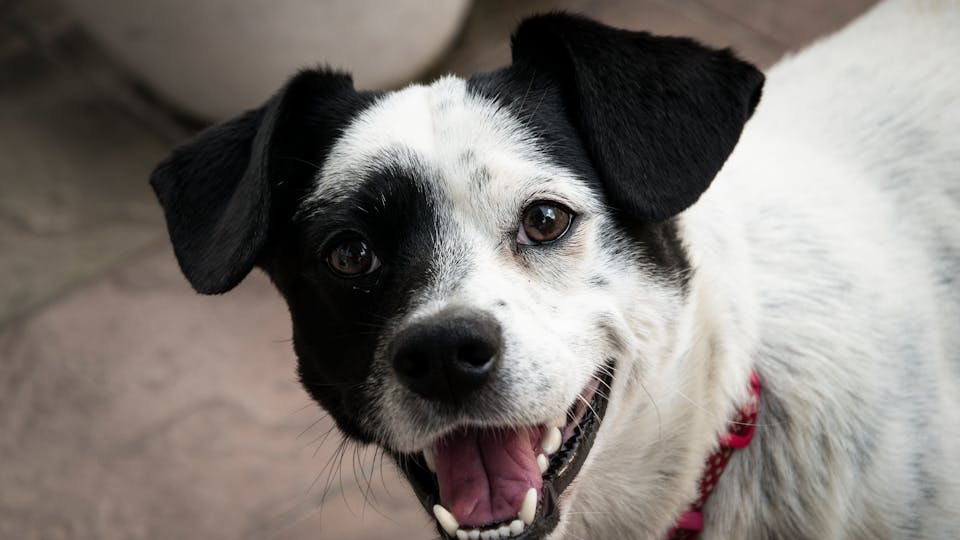 Hund schleckt mein Gesicht ab - ist das gefährlich Erklärung und Tipps