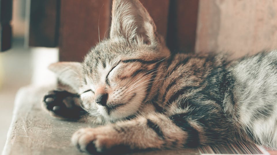 Katze möchte Gesellschaft Meine Katze kuschelt nicht, aber möchte auch nicht allein sein und ist in meiner Nähe - Tipps