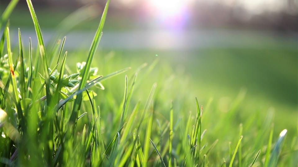 Kirschlorbeer richtig schneiden - die 12 Tipps zum Stutzen von Kirschlorbeer im Garten