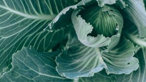 Ökolandbau in Europa - ist das ein gutes Gefühl auf Kosten anderer Eine Analyse