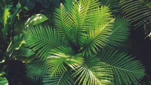 Pflanzen pflegen Die 10 besten Ratschläge für die Pflege von Zimmerpflanzen