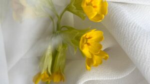 Primel aufpäppeln - diese Tipps helfen der Primel beim Wachstum - Lösung