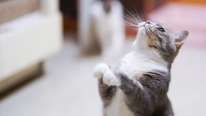 Warum beißt mich meine Katze, wenn ich sie streichele - Erklärung, Tipps und Hinweise