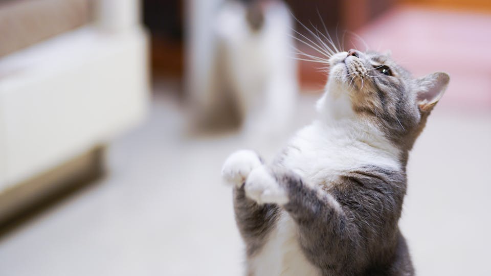 Warum beißt mich meine Katze, wenn ich sie streichele - Erklärung, Tipps und Hinweise