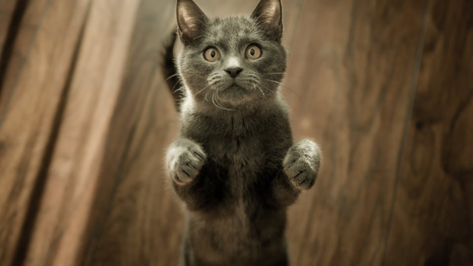 Warum ein Karton für Katzen wichtig ist Karton-Liebe bei Katzen - besser als jeder Katzenkorb