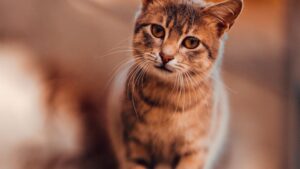 Warum frisst meine Katze alles? Ernährung bei Katzen, Fressverhalten und Tipps