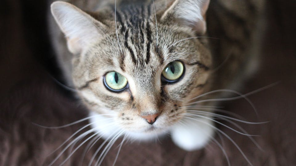 Warum setzt sich meine Katze auf meinen Sitzplatz Lösung und 10 Tipps