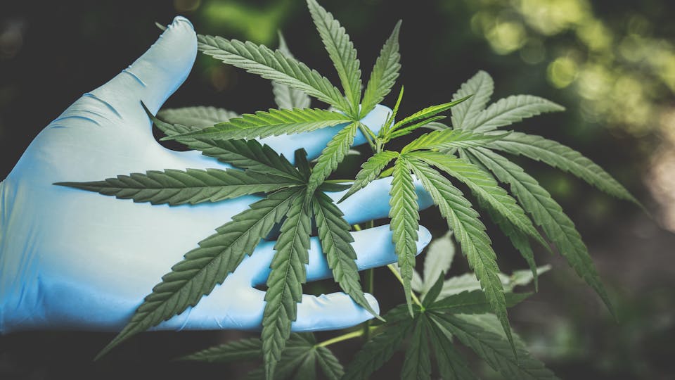 Werdet Ihr ab dem 1. April Cannabis ausprobieren Wer testet Cannabis Wir stellen Pro und Contra zusammen