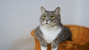 Wie helfe ich meiner Katze, wenn sie Würmer hat? Tipps und Hilfe 26 Wie helfe ich meiner Katze, wenn sie Würmer hat? Tipps und Hilfe