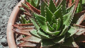 Wie lange hält ein Kaktus Ab wann ist ein Kaktus nicht mehr zu retten