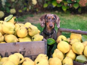 Darf man seinen Hund vegan ernähren? Ernährung für den Hund - Tipps