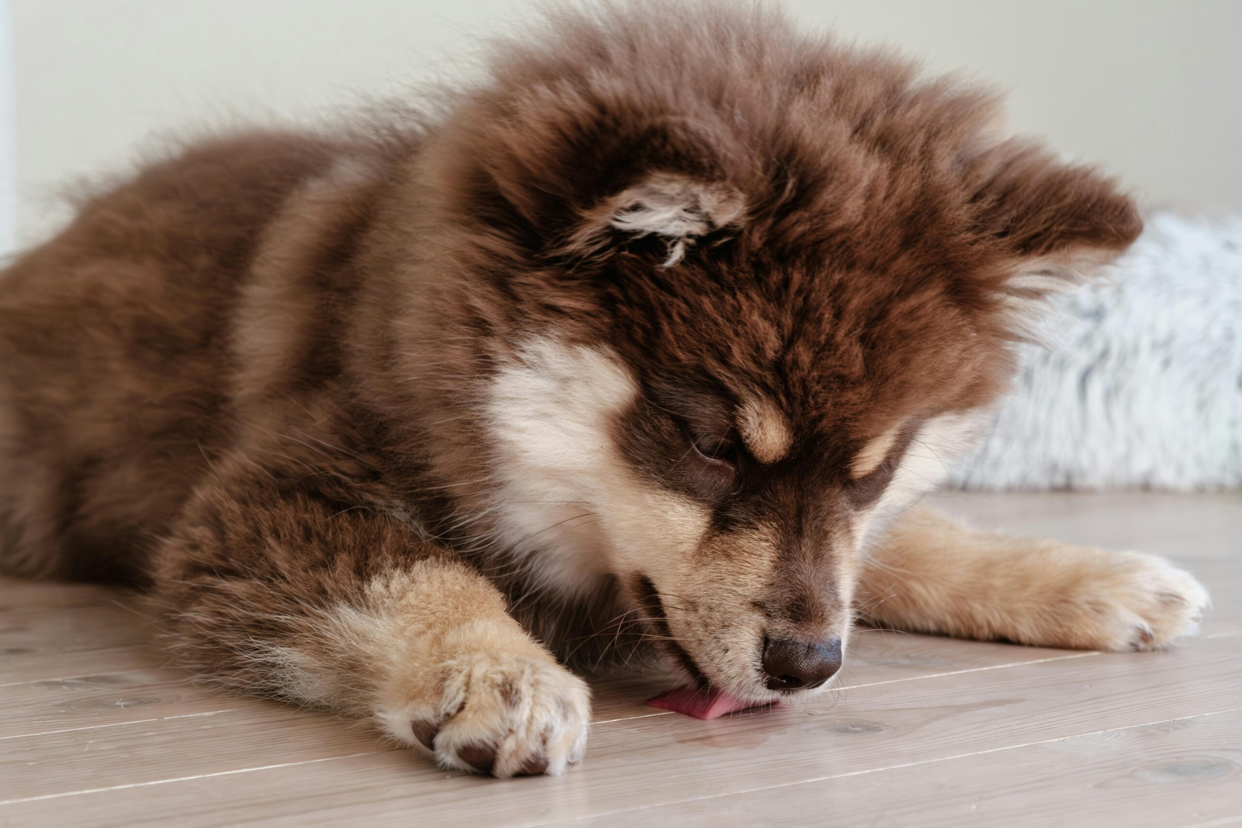 Fiebermessen beim Hund: Fieber messen und Temperatur feststellen