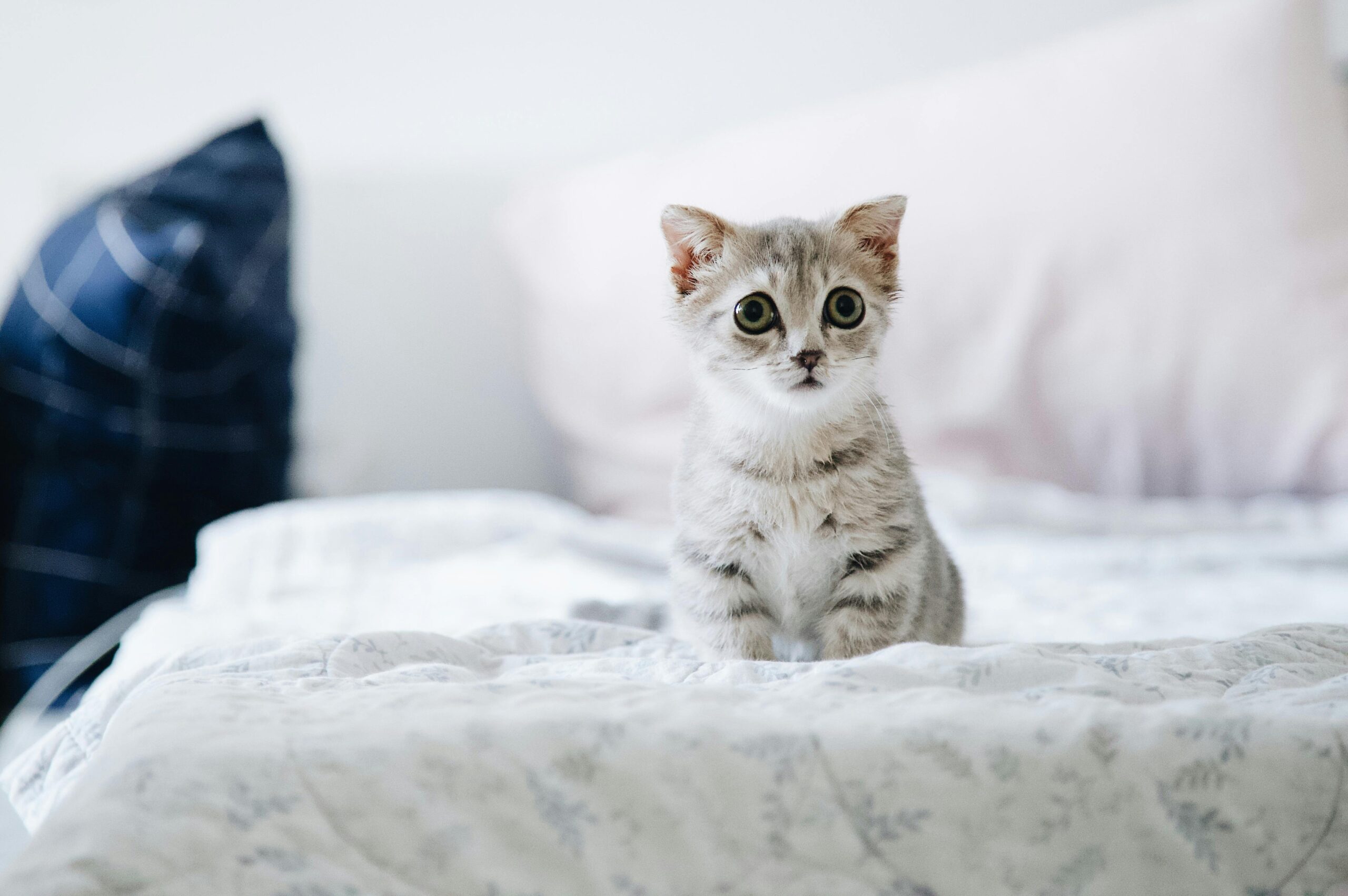 Ist eine Katze durch eine zweite Katze gestresst? Tipps und Hinweise