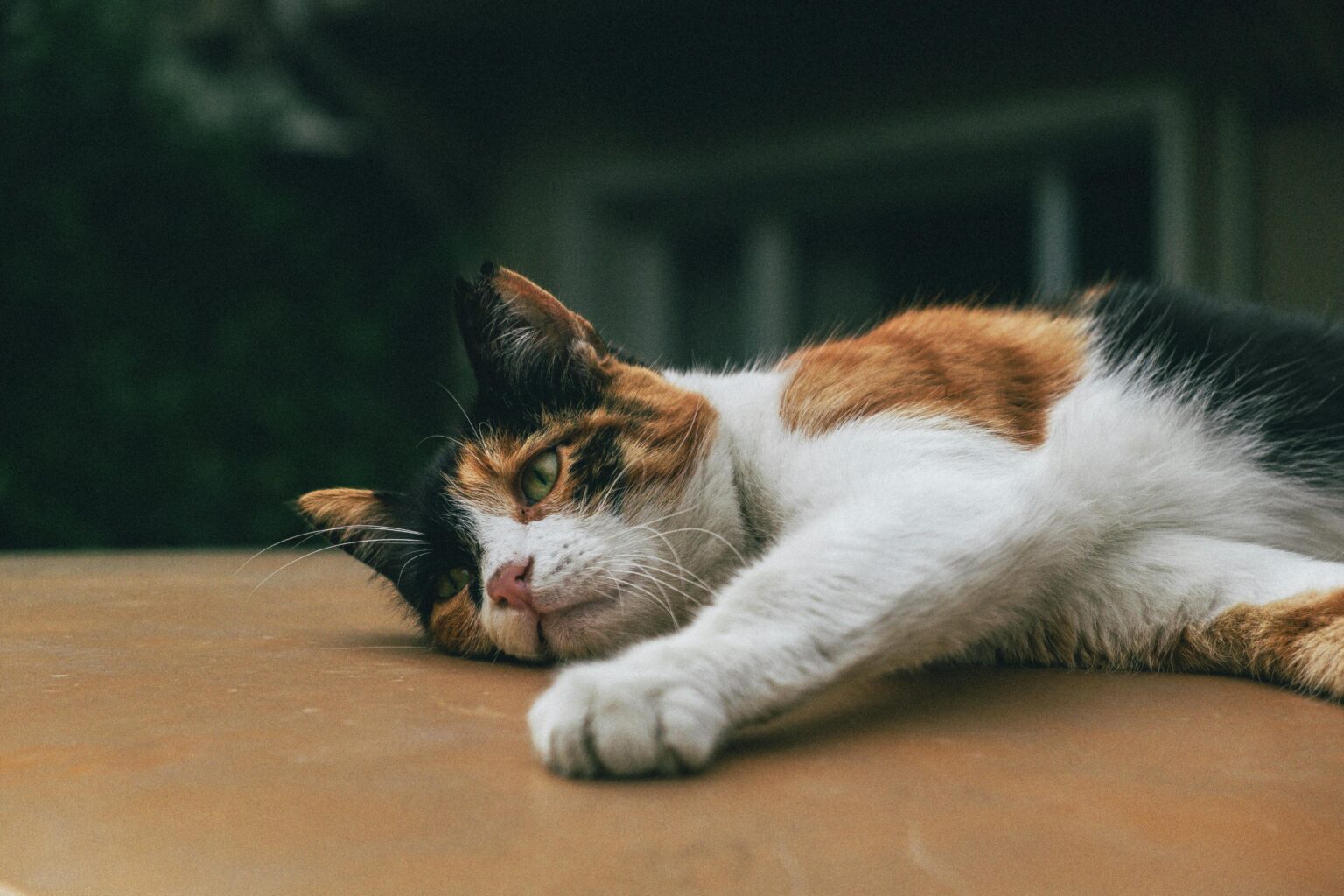 Katze: Fieber messen und Krankheit feststellen - so geht's