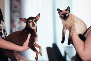 Katze an Hund gewöhnen - Vorgehensweise und Haustier-Tipps