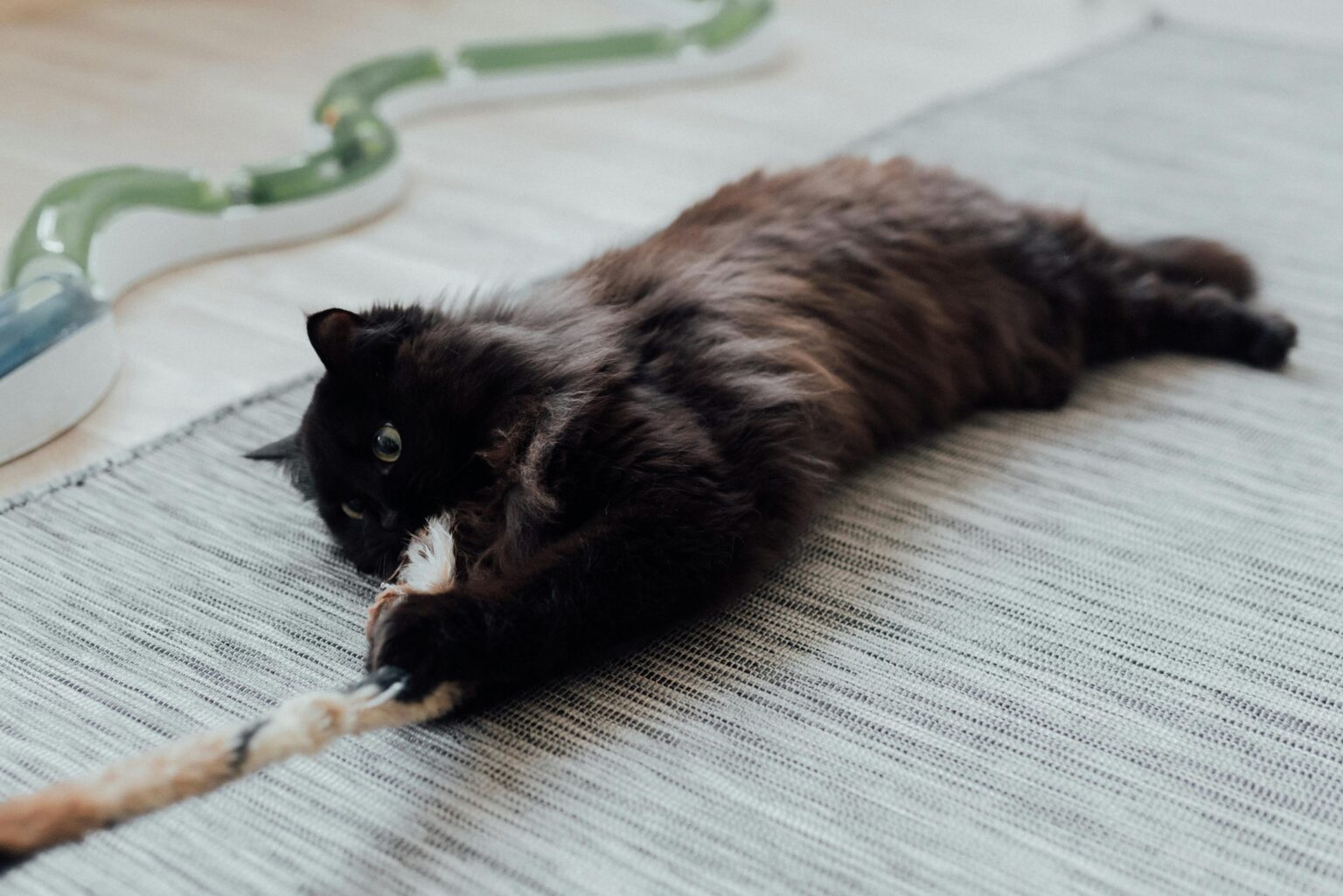 12 Beschäftigungstipps für Katzen: Womit kann ich meine Katze beschäftigen?