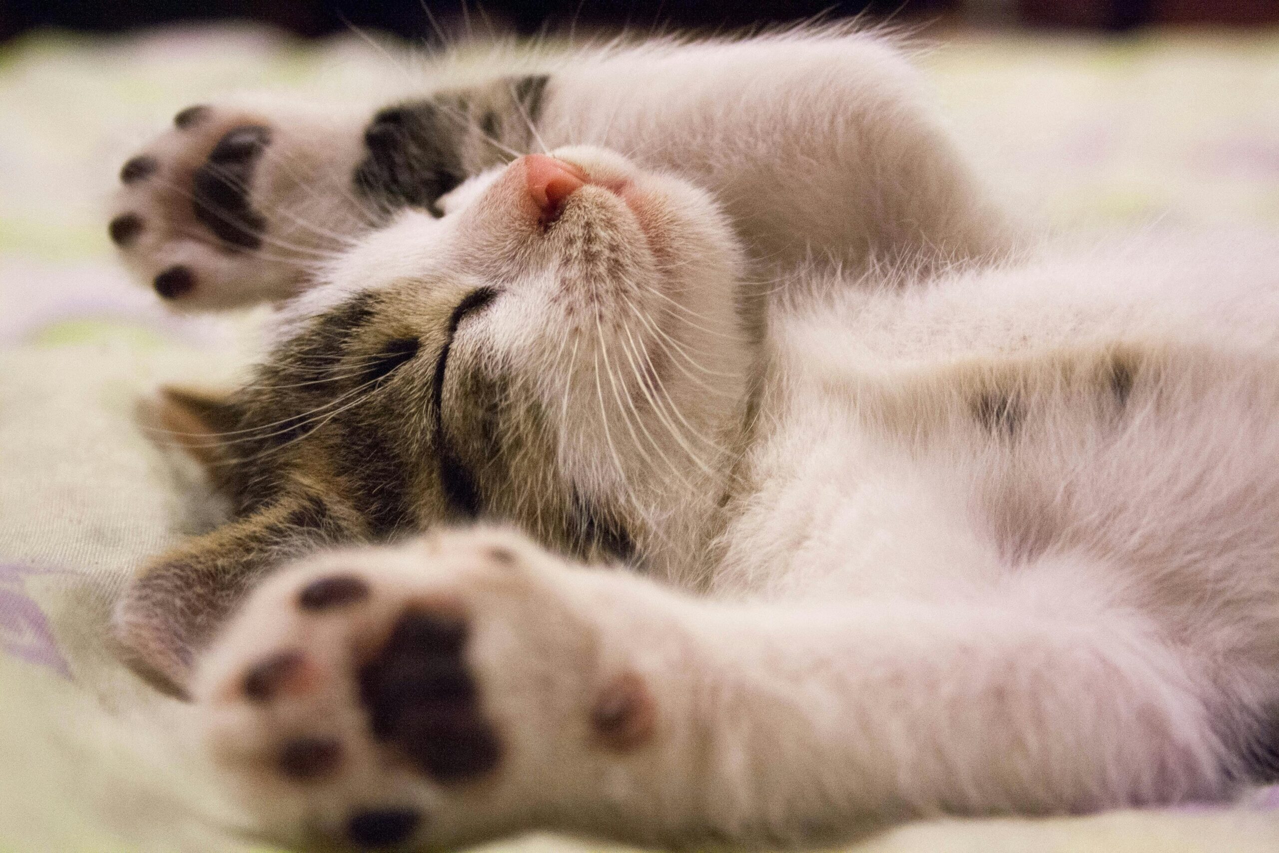 Dunkle Stellen bei der Haut meiner Katze - daran kann es liegen