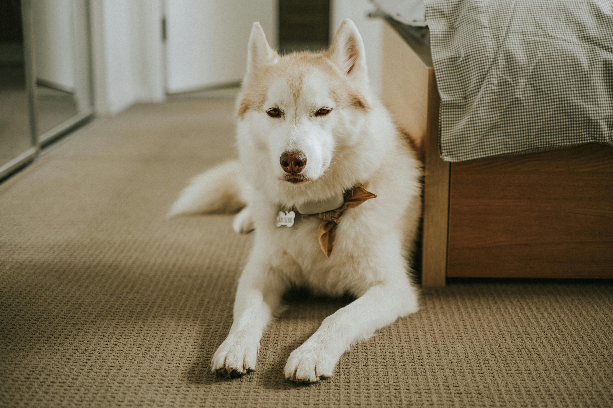 Dürfen Hunde Paprika essen? Erklärung