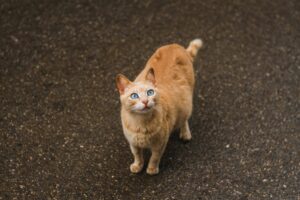 Wie lange ist eine Katze schwanger? Erklärung, Ablauf und Tipps