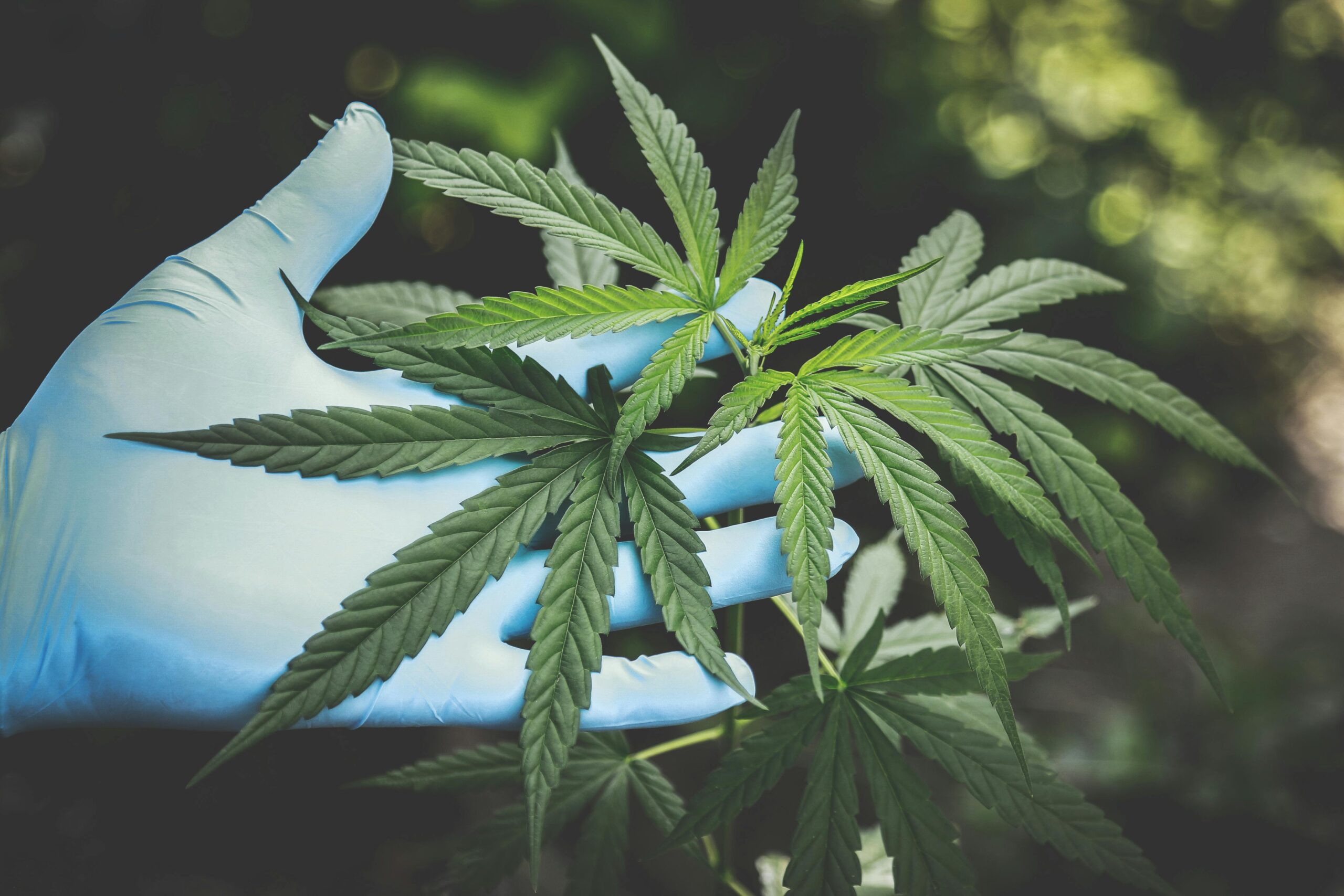 Kalk- und Mineral-Ablagerungen auf Cannabispflanze - das kann man tun