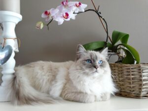Katze hat Schuppen im Fell - was kann man dagegen tun?