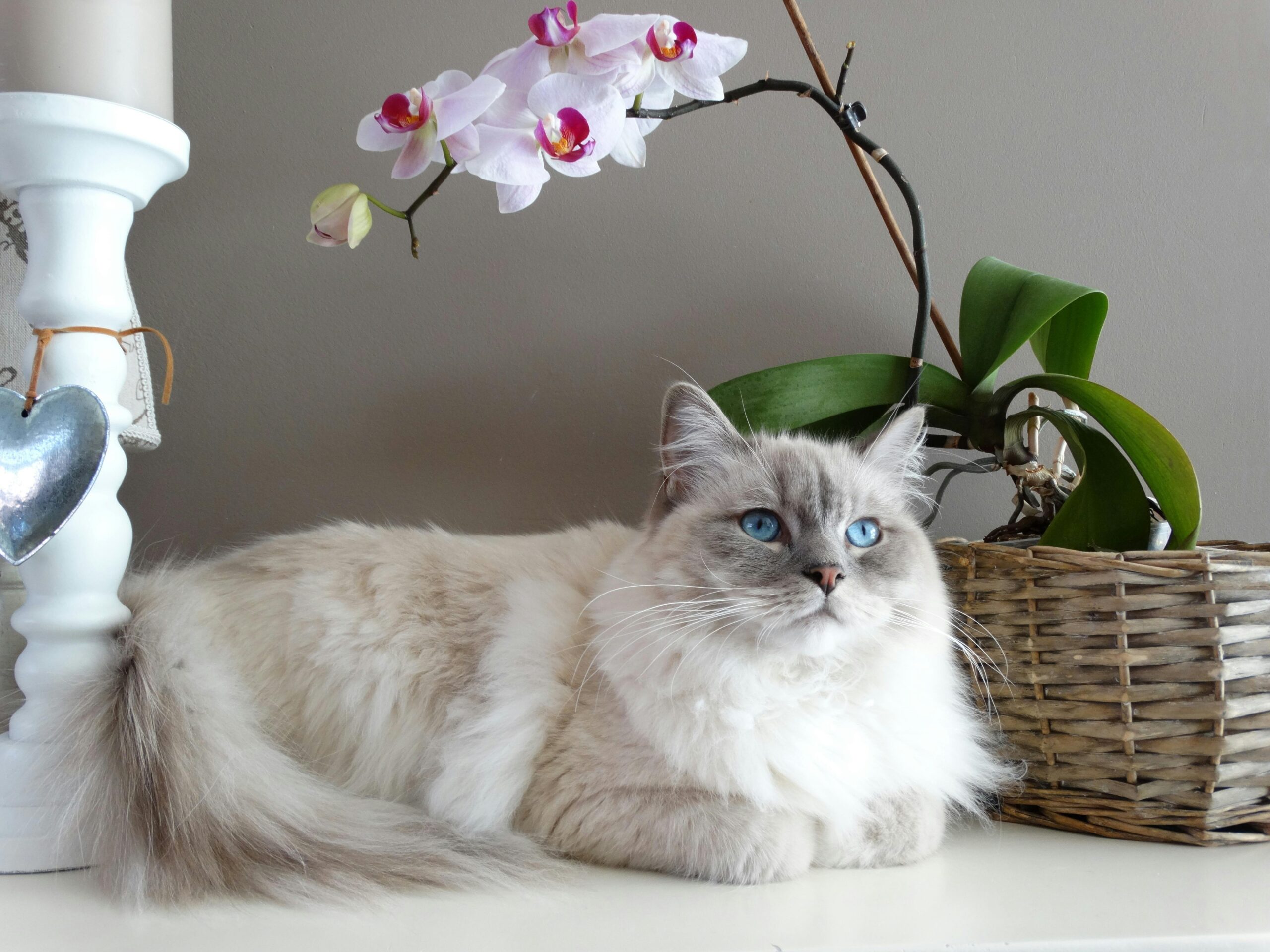 Katze hat Schuppen im Fell - was kann man dagegen tun?