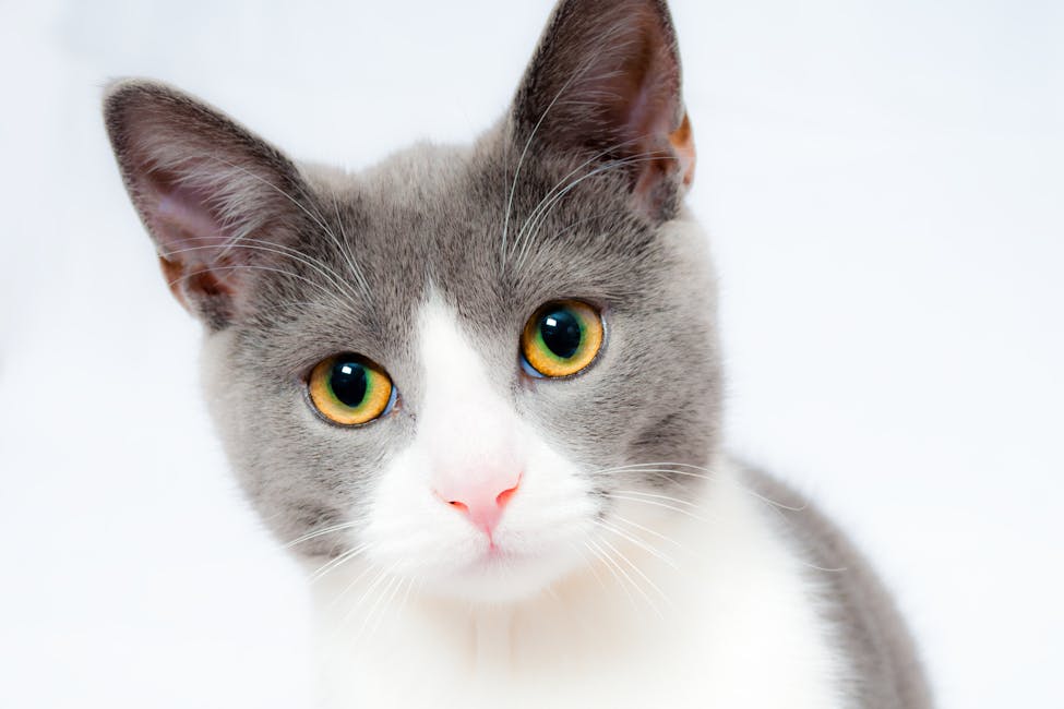 Wie zeigt man seiner Katze am besten Zuneigung Tipps