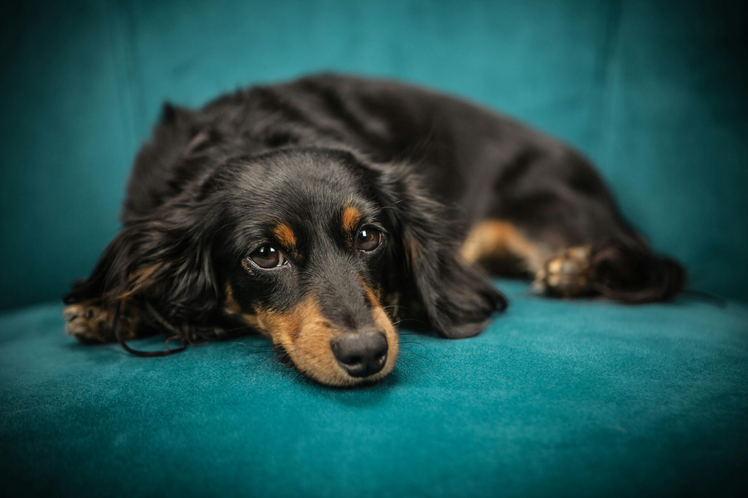 Welche Allergiemittel sind für Hunde am besten geeignet?