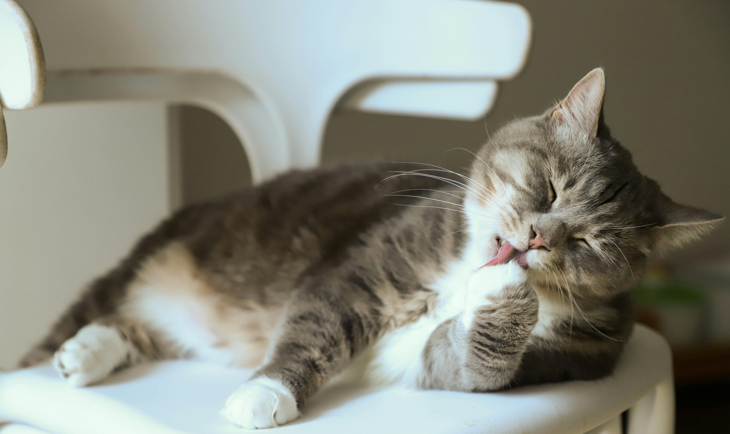 Wie finde ich die beste Katzenstreu für geruchsempfindliche Wohnungen?