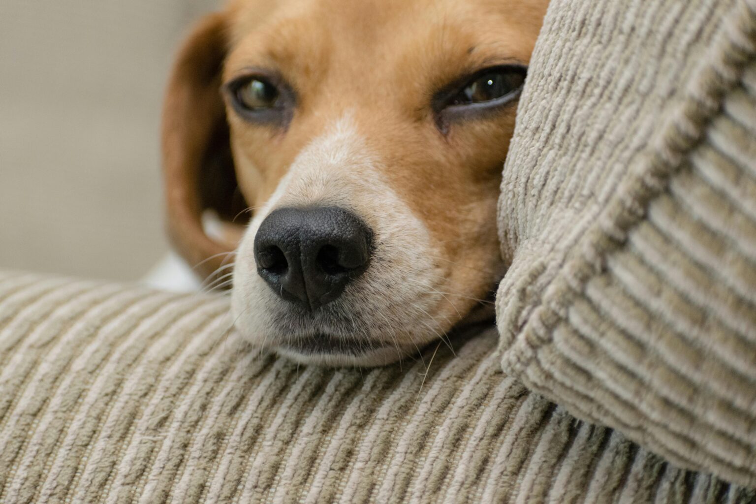 Wie verhindere ich, dass mein Hund in der Wohnung markiert?