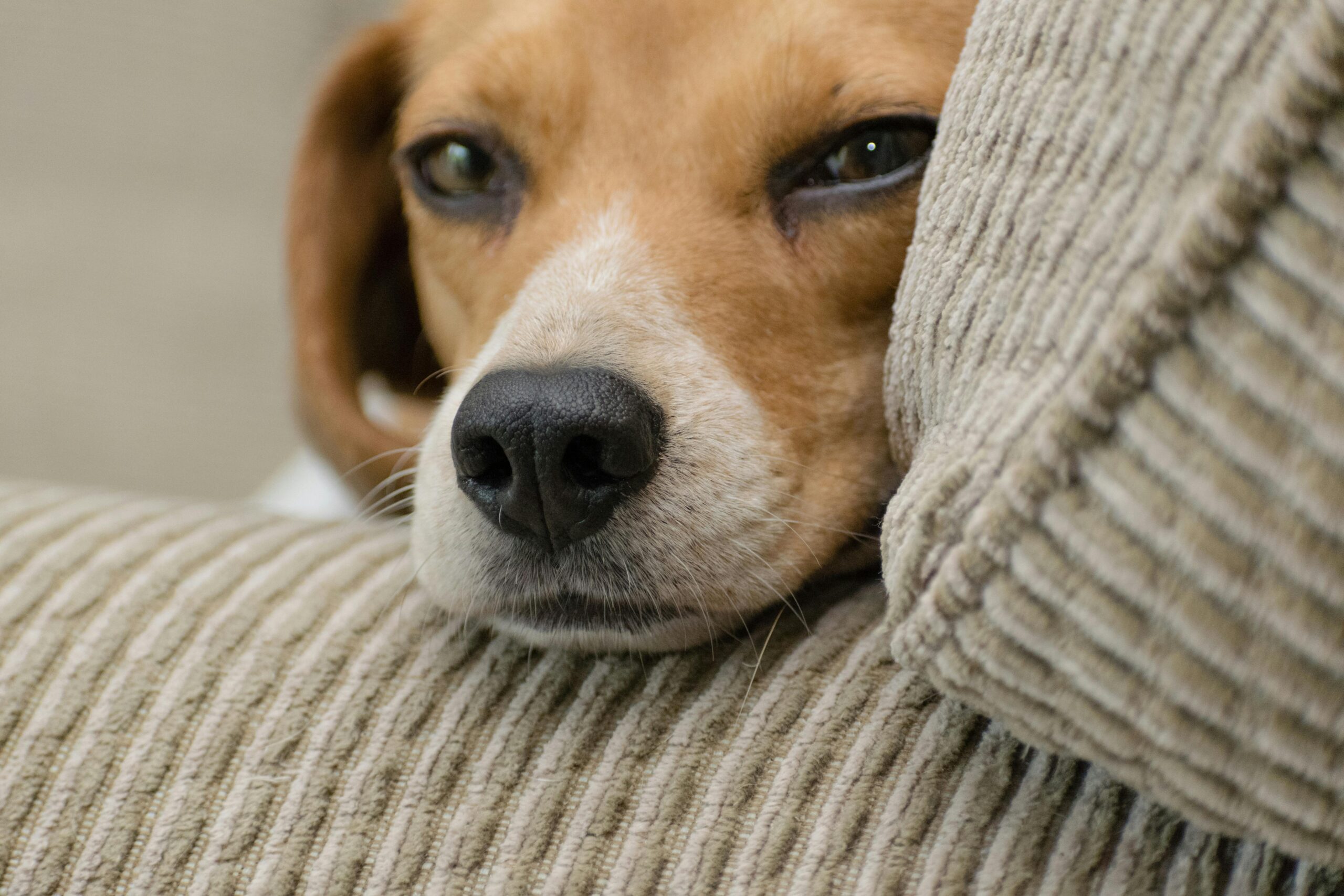Wie verhindere ich, dass mein Hund in der Wohnung markiert?