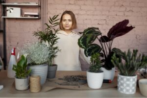 Die beliebtesten Zimmerpflanzen im Jahr 2024