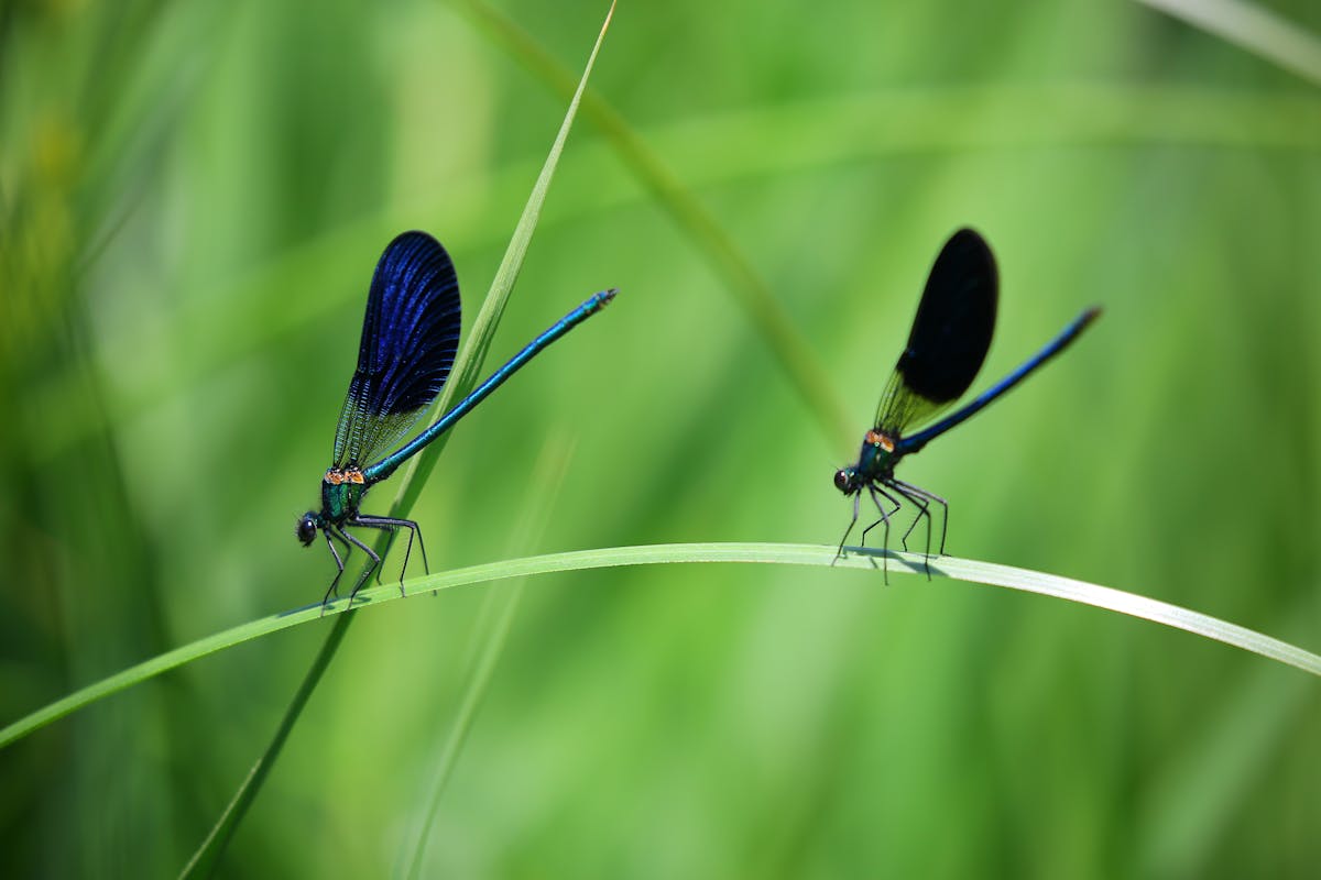 Insektenstichheiler - Modelle, Technik und Hilfe
