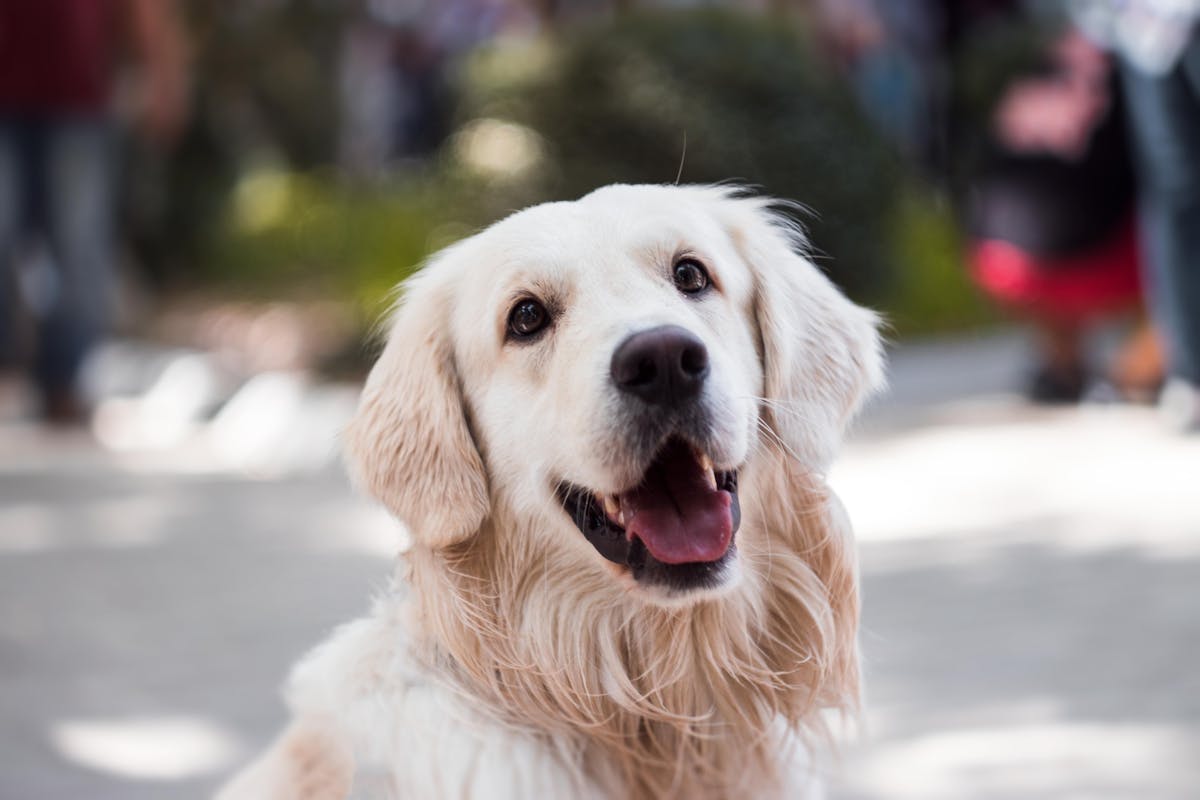 Warum frisst mein Hund plötzlich nicht mehr