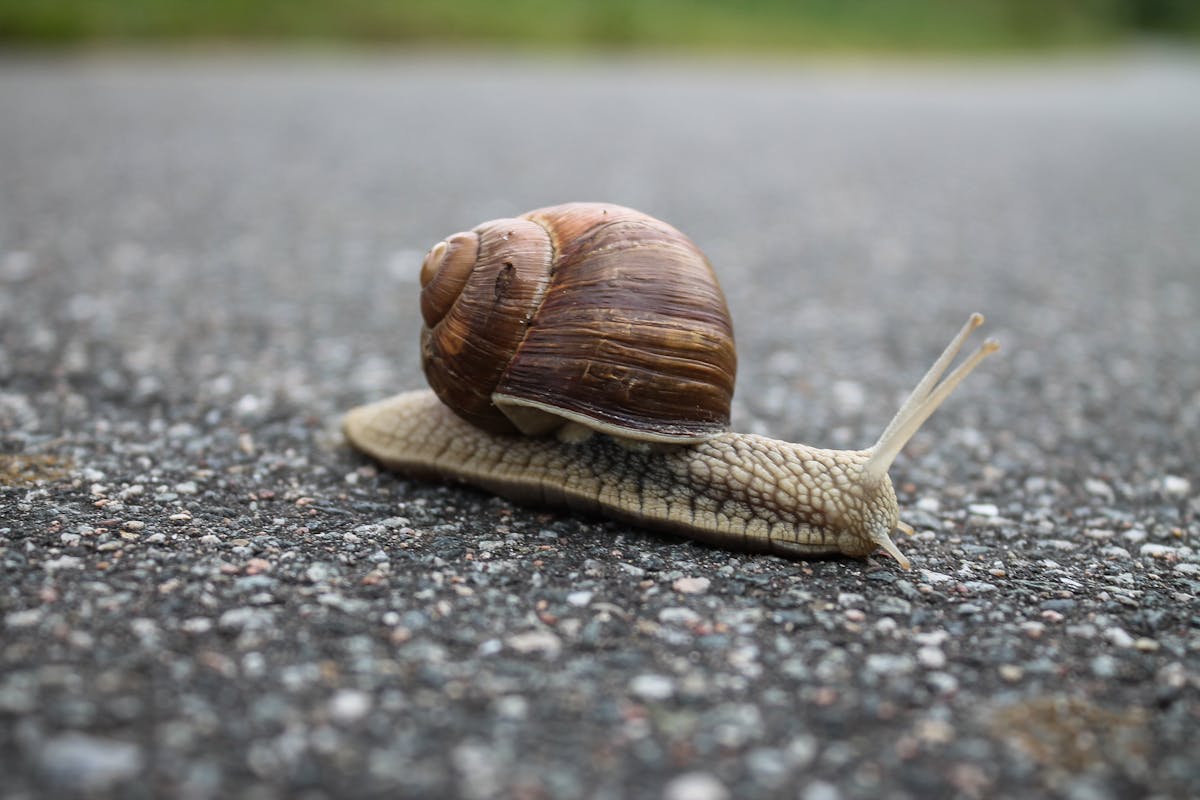Welche Pflanzen mögen Schnecken nicht Lösung