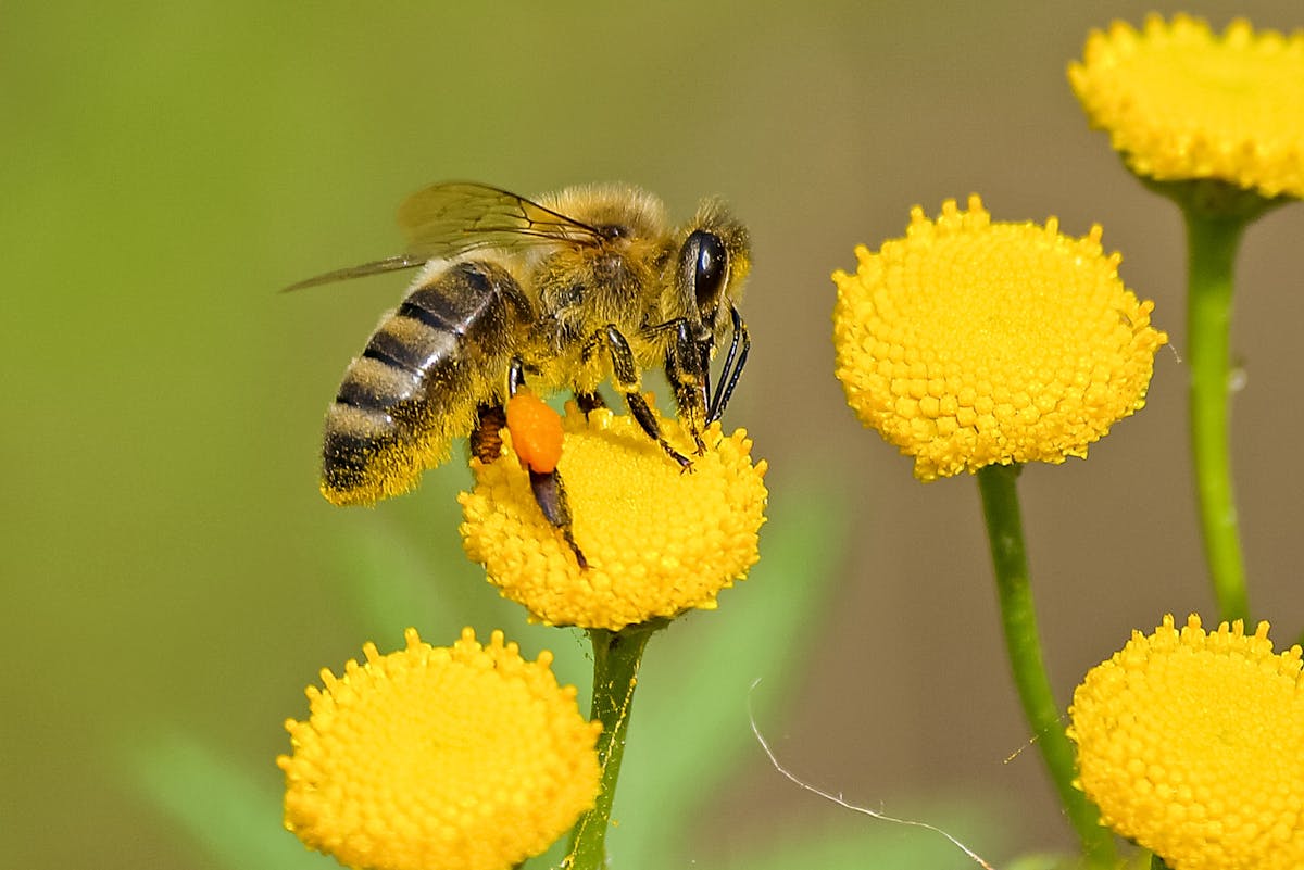 Wie kann ich meinen Garten für Bienen und Schmetterlinge attraktiv gestalten