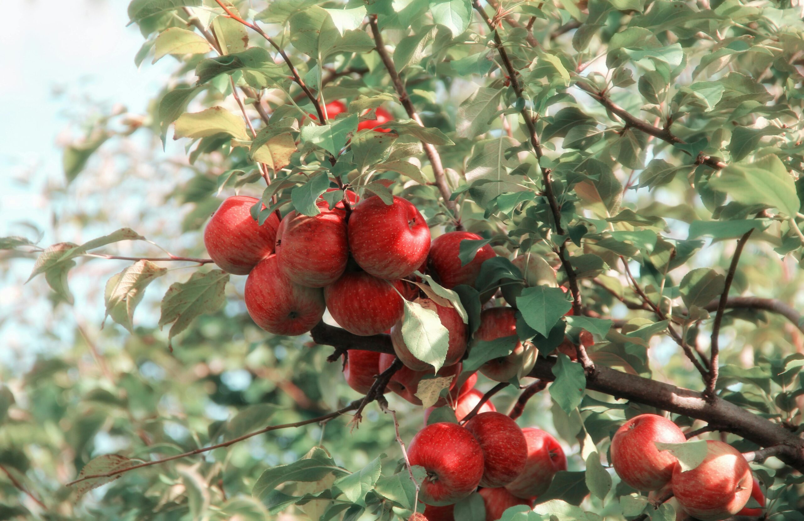 Komplette Anleitung zur Pflanzung von Obstbäumen im Garten