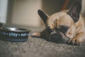 Gute Ernährung für Hunde Was gehört dazu