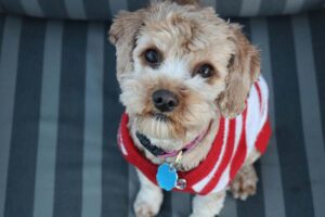 Hundemode Trends und Tipps für stilvolle Vierbeiner