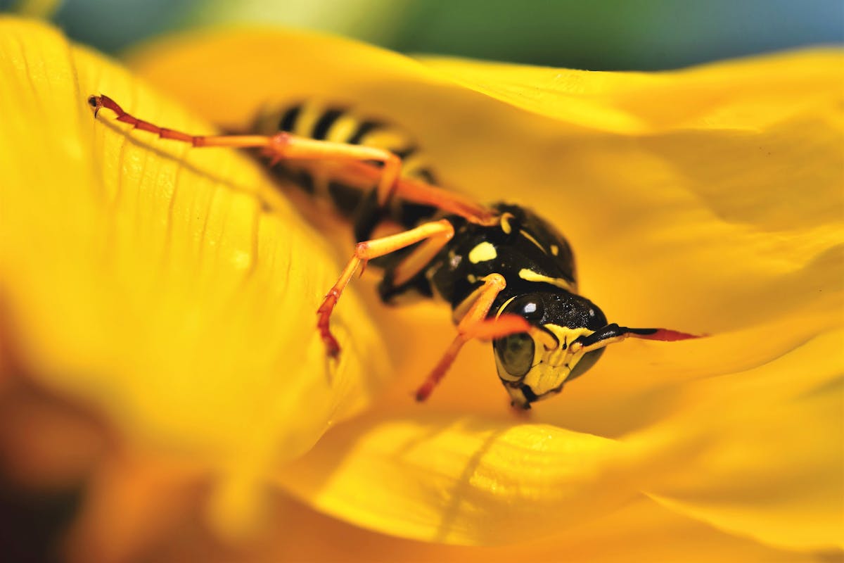 Was mögen Wespen nicht Hinweise