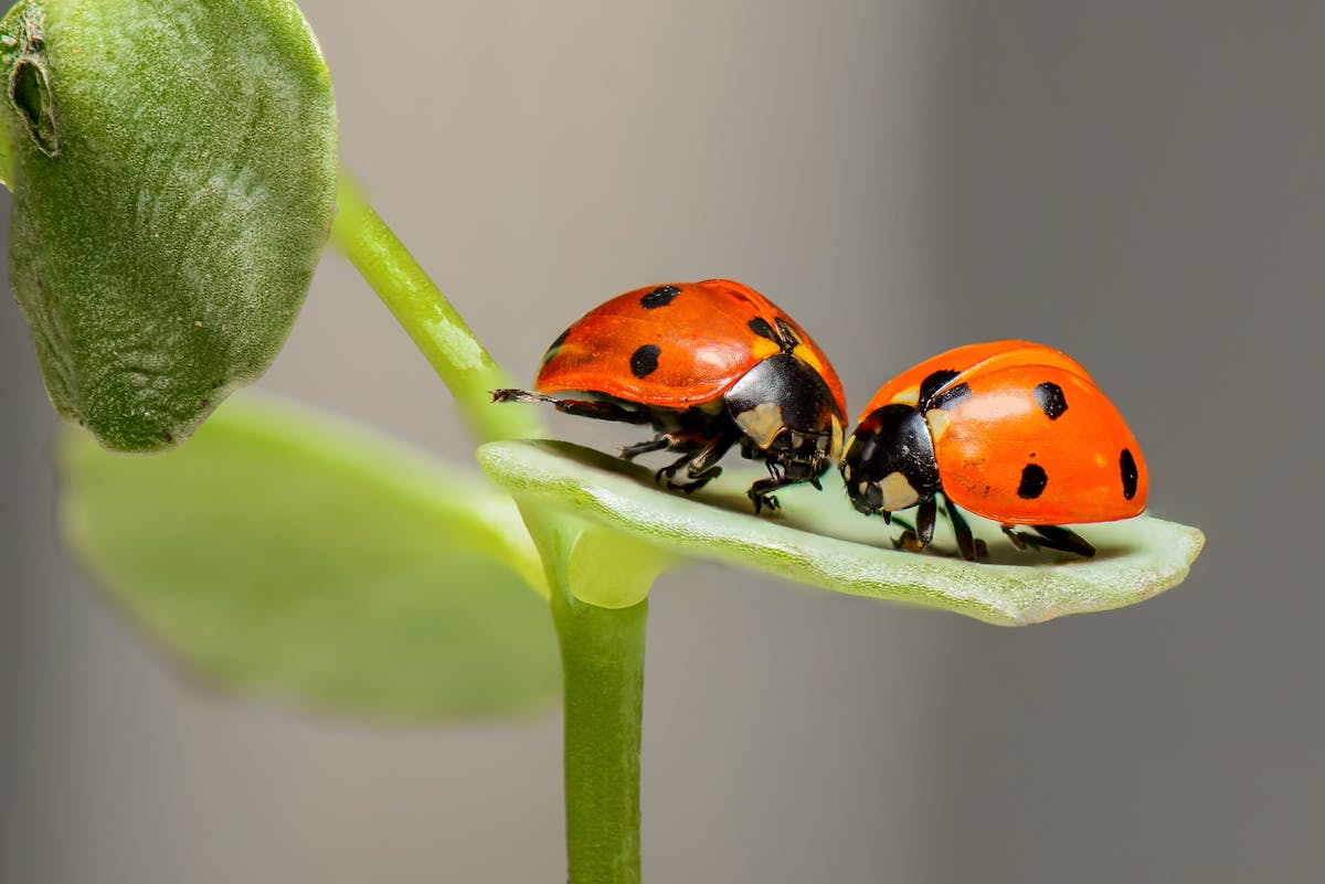 Welche Materialien sind für den Bau eines Insektenhotels geeignet