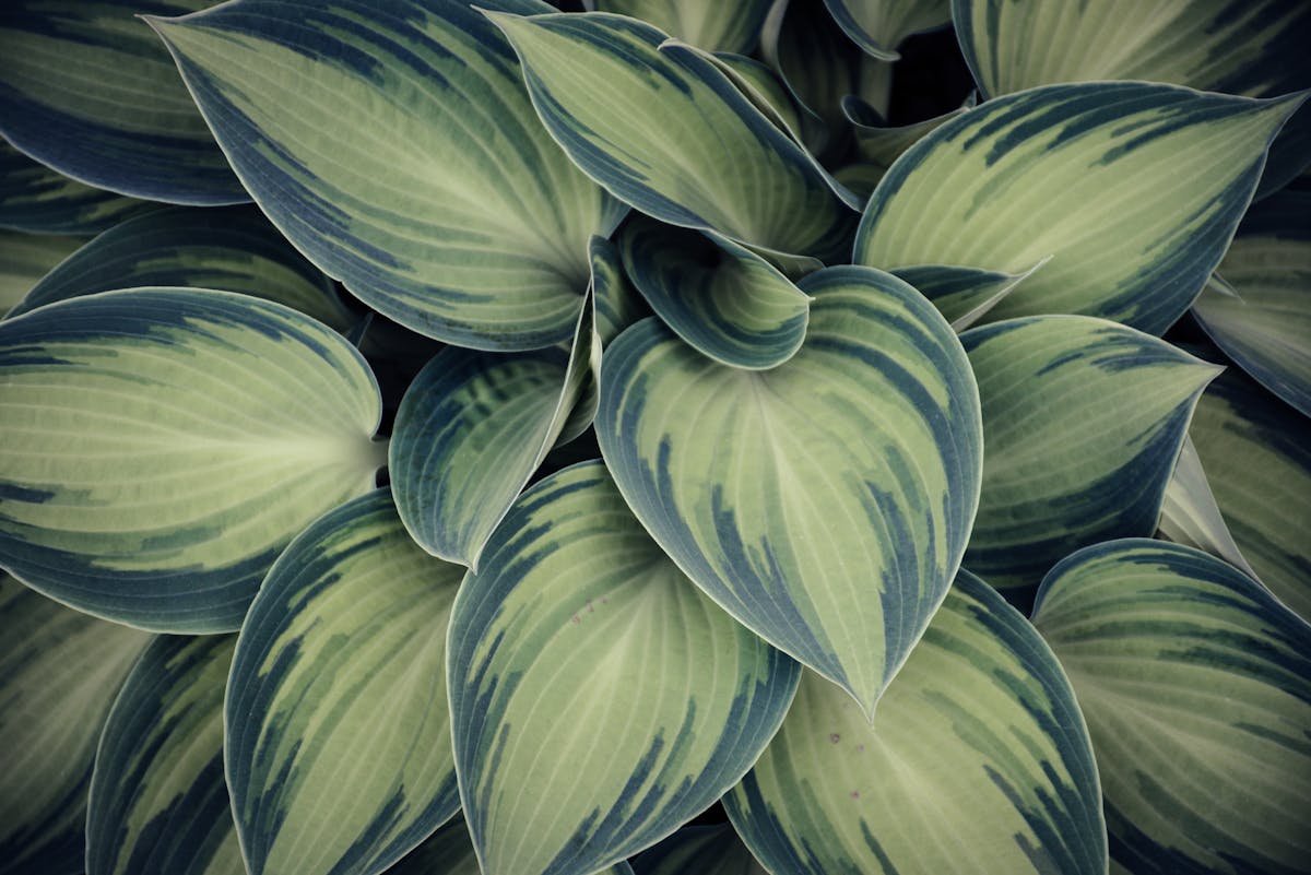 Welche Pflanzen sind ideal für ein schattiges Gartenbeet