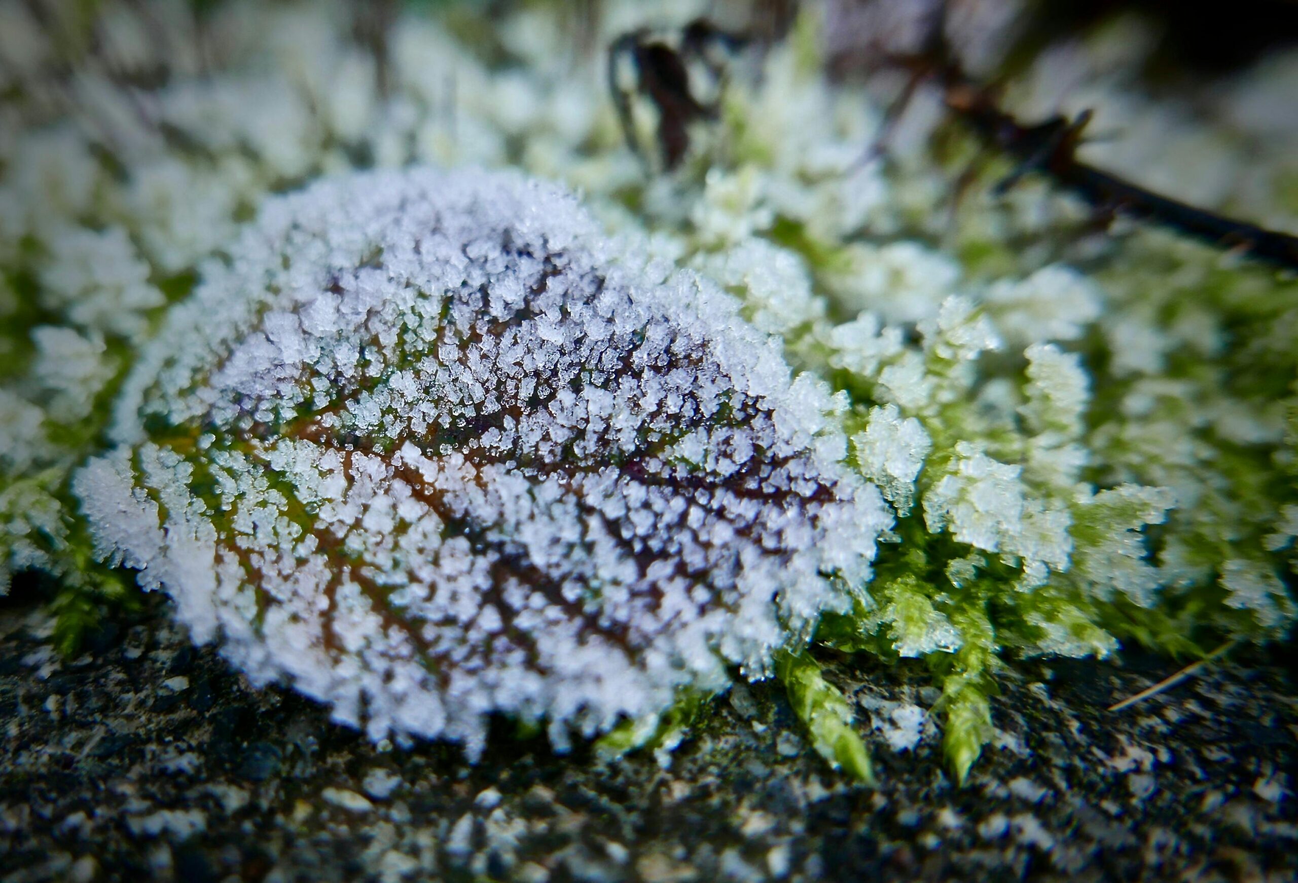 Wie kann ich meinen Garten winterfest machen?