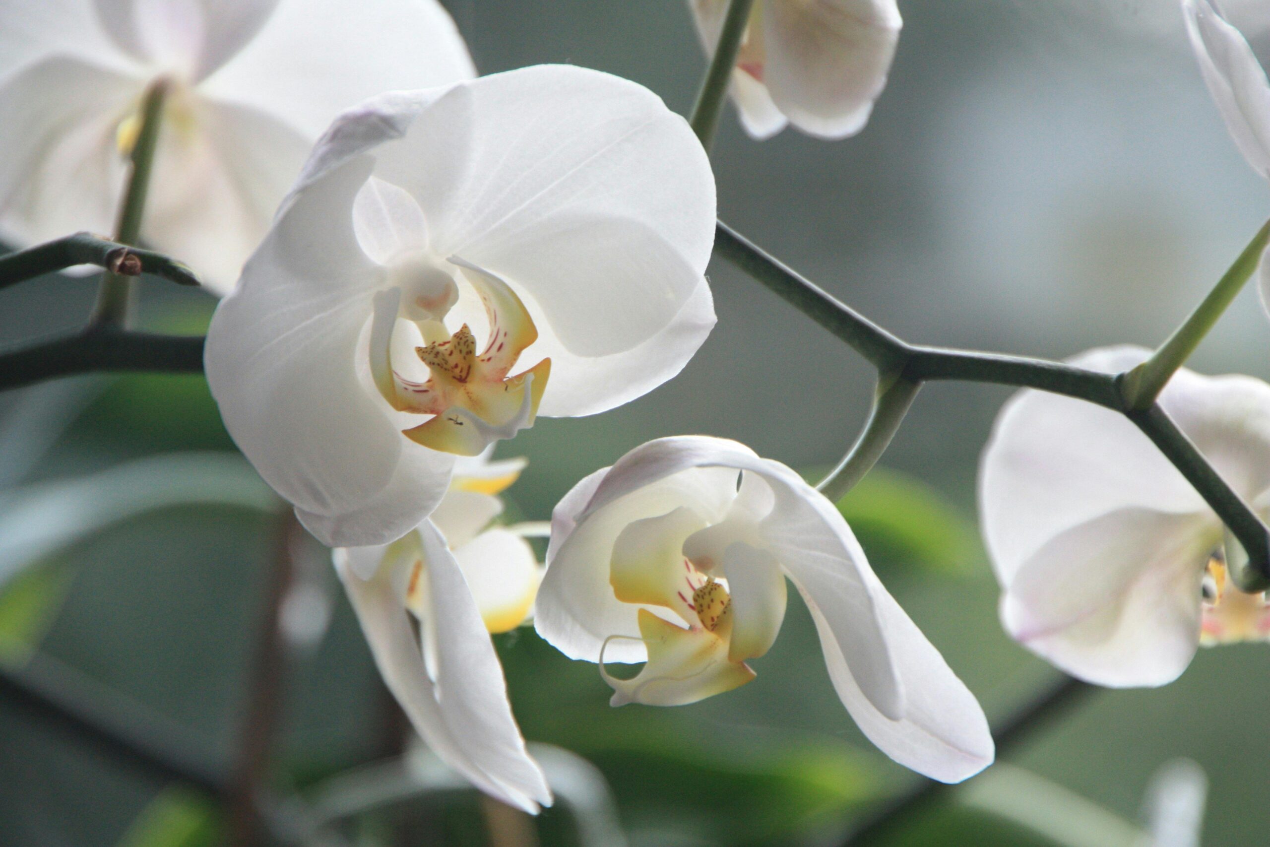 Was muss ich bei der Pflege einer Orchidee beachten?