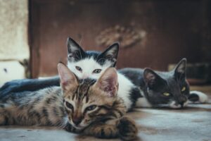 Katzensprache Körpersprache und Lautäußerungen verstehen