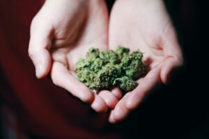 Feminisierte Cannabissamen für optimale Erträge