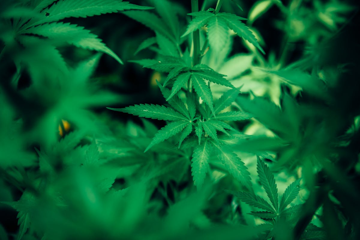 So wählst du den richtigen Vaporizer für deine Hanfblüten aus